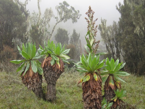Dendrosenecio adnivalis