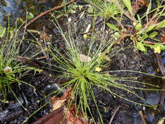Isolepis setacea