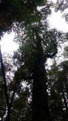 Elaeocarpus dentatus