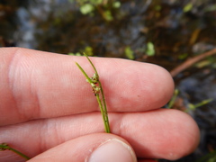 Isolepis setacea