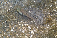 Valenciennea longipinnis