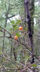 Neomyrtus pedunculata