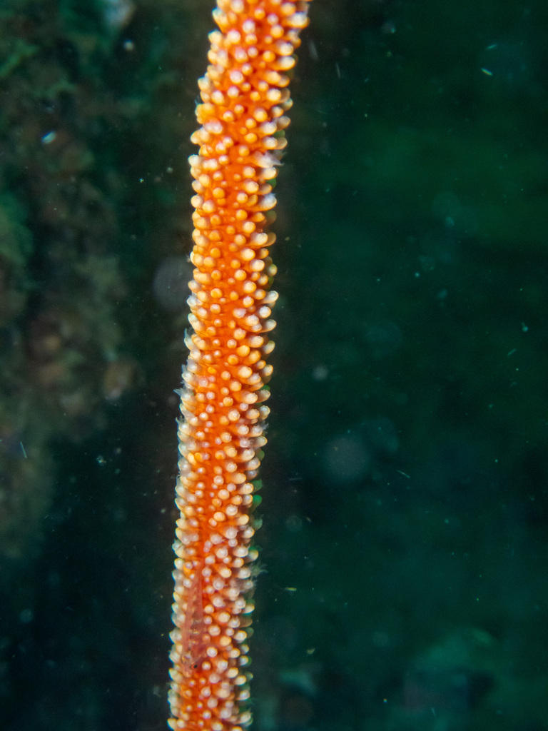 Sea whip