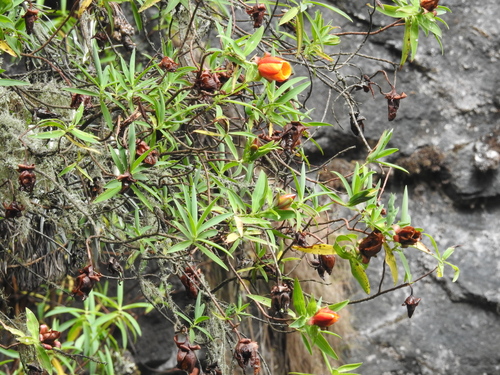 Hypericum bequaertii
