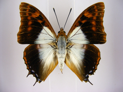 Charaxes lactetinctus