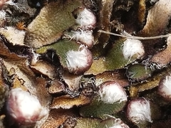 Mannia fragrans