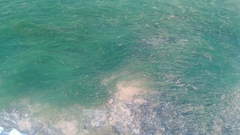 Podostemum ceratophyllum