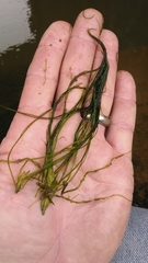 Podostemum ceratophyllum