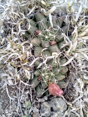 Mammillaria paulii