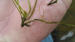 Podostemum ceratophyllum