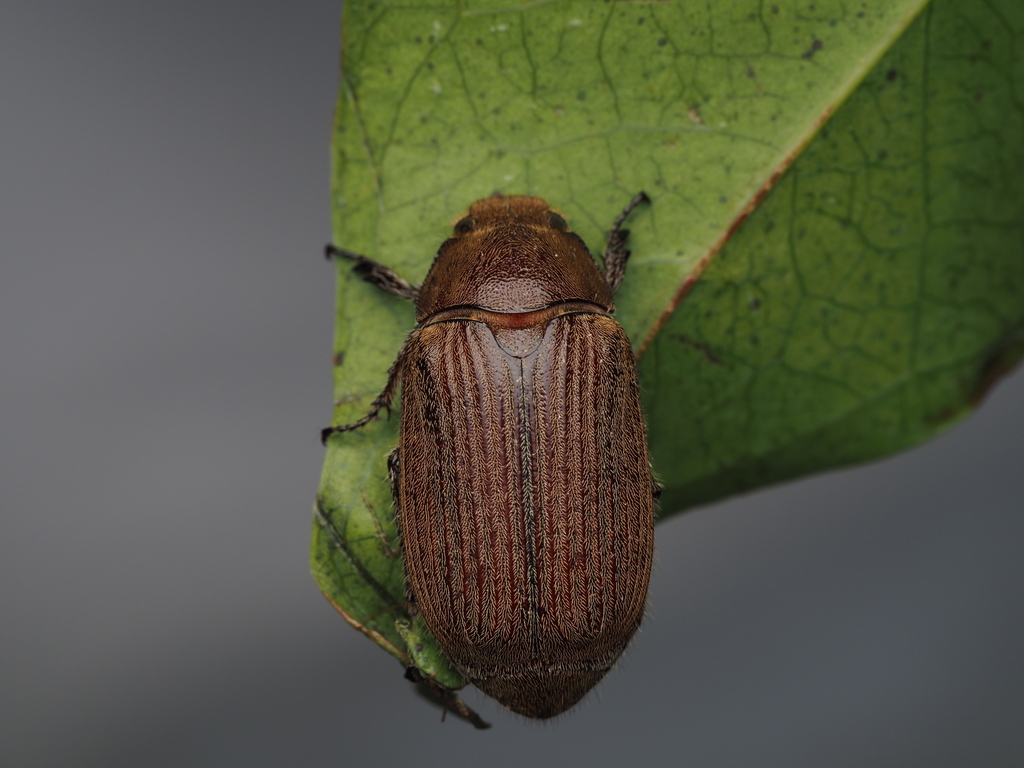 Carlschoenherria borneensis