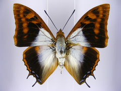Charaxes lactetinctus