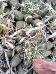 Mammillaria paulii