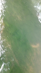 Podostemum ceratophyllum