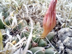 Mammillaria paulii