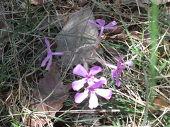 Phlox nivalis