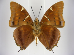 Charaxes lactetinctus
