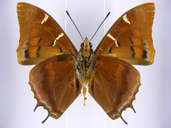 Charaxes lactetinctus
