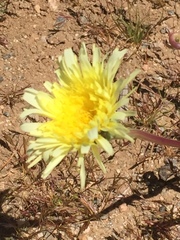 Malacothrix glabrata