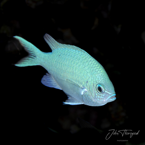 Blue-green Chromis, photo 6 of 9