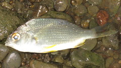 Gerres subfasciatus
