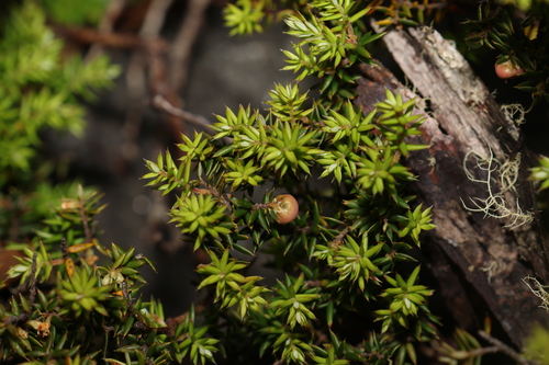 Image of Mountain Pinkberry (Leptecophylla parvifolia) by (c) Greg Tasney, some rights reserved (CC BY-SA)