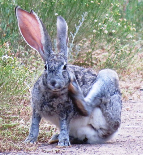 Scrub Hare, Ladismith, 6655, South Africa, photo 10 of 10