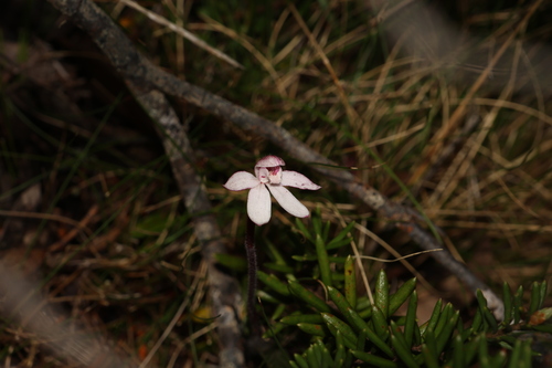 Image of Caladenia alpina by (c) Greg Tasney, some rights reserved (CC BY-SA)