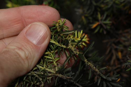 Image of Ozothamnus ledifolius by (c) Greg Tasney, some rights reserved (CC BY-SA)