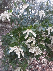 Pieris