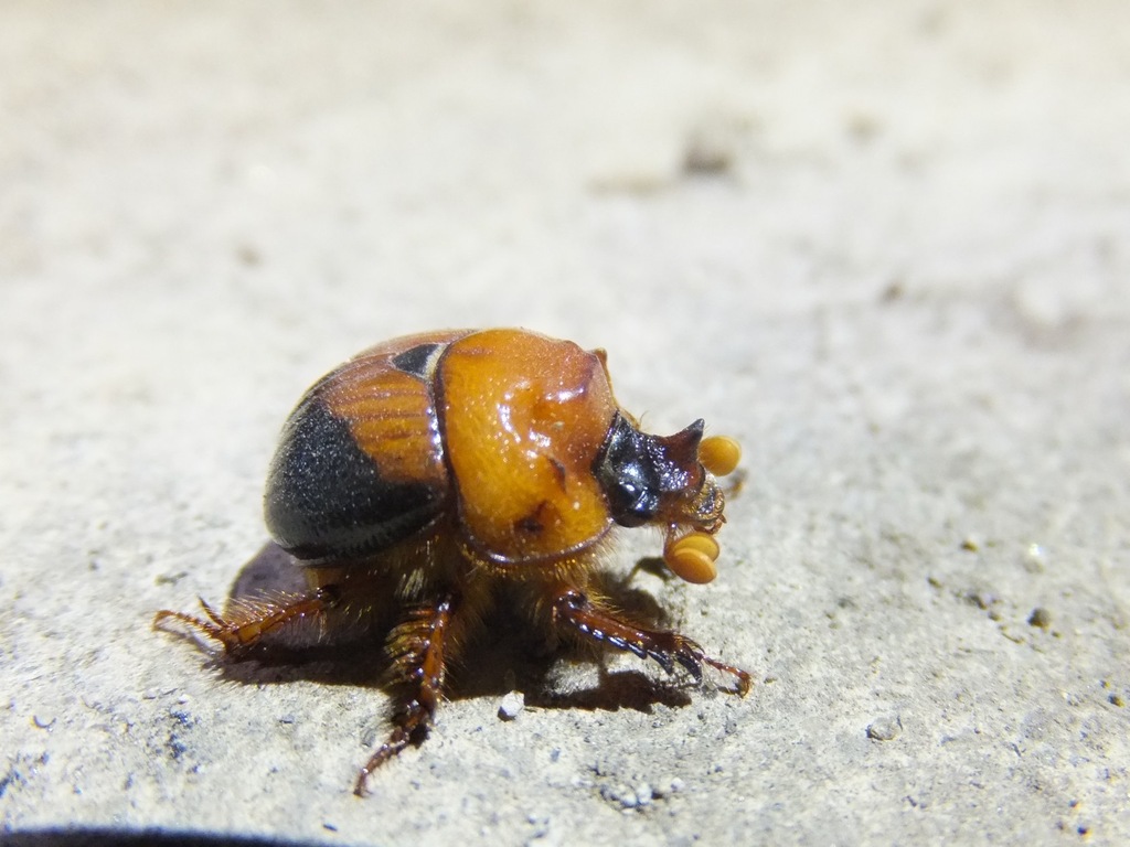 Bolbocerodema nigroplagiatum