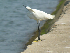 Egretta thula
