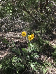 Engelmannia peristenia