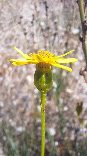 Image of Senecio spanomerus by no rights reserved