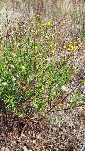 Image of Senecio spanomerus by no rights reserved