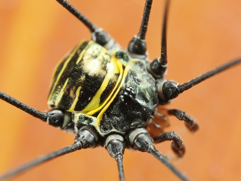 背斑偽盾刺盲蛛 (Pseudogagrella dorsomaculata)