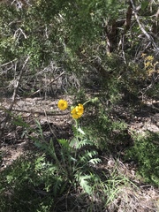 Engelmannia peristenia