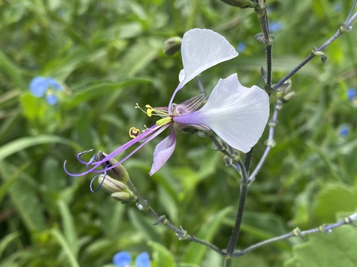 Aneilema hockii