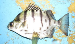 Selenotoca multifasciata