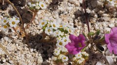 Linanthus maculatus emaculatus