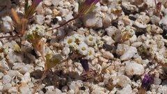 Linanthus maculatus emaculatus