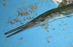 Tylosurus gavialoides