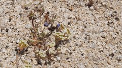 Linanthus maculatus emaculatus