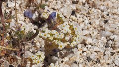 Linanthus maculatus emaculatus