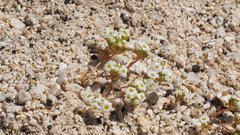 Linanthus maculatus emaculatus