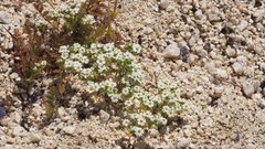 Linanthus maculatus emaculatus