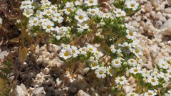 Linanthus maculatus emaculatus