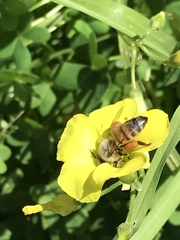 Apis mellifera