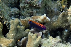 Pomacentrus bankanensis