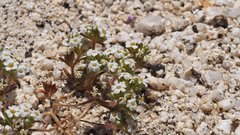 Linanthus maculatus emaculatus